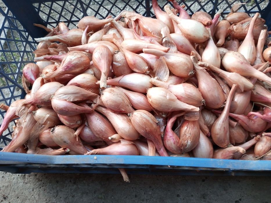 Продам цибулю,кущовку