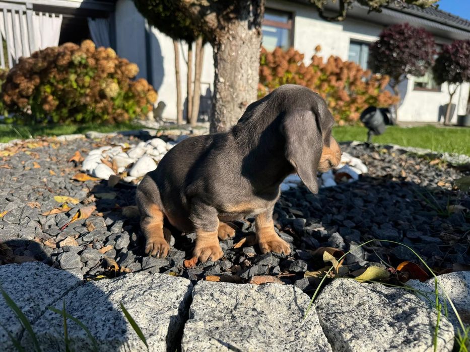 jamnik miniaturowy suczka blue