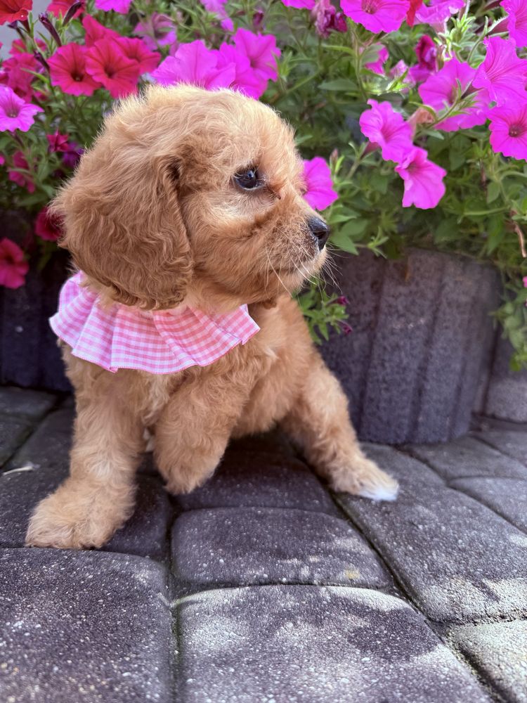 Cavapoo Sunia Hybryda Ras