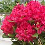 Rododendron 'Nova Zembla' - różanecznik cena 55 zł