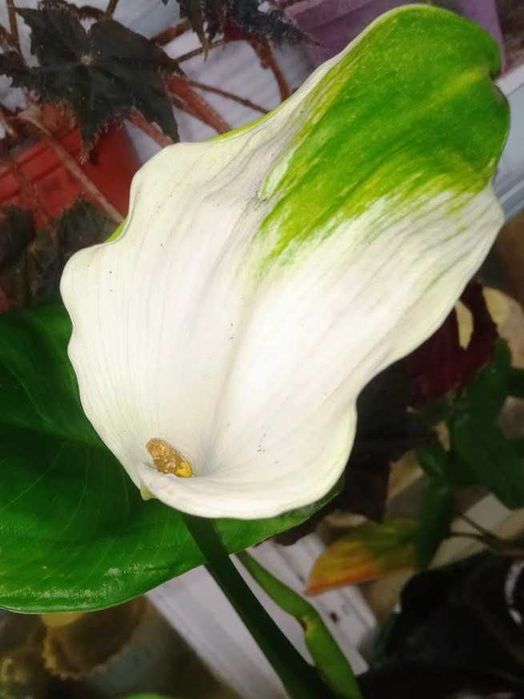 Кала Зелена Богиня(Грін Годдес)