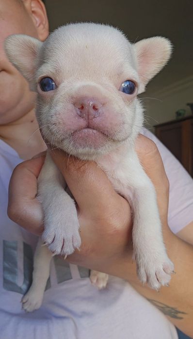 Bulldog Francês New shade Platinum