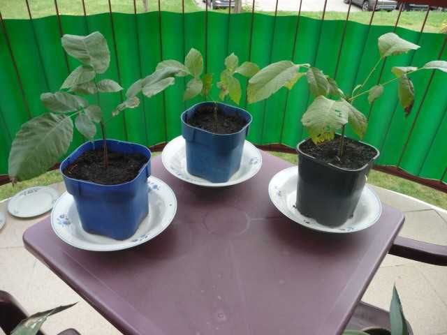 sadzonki orzecha włoskiego