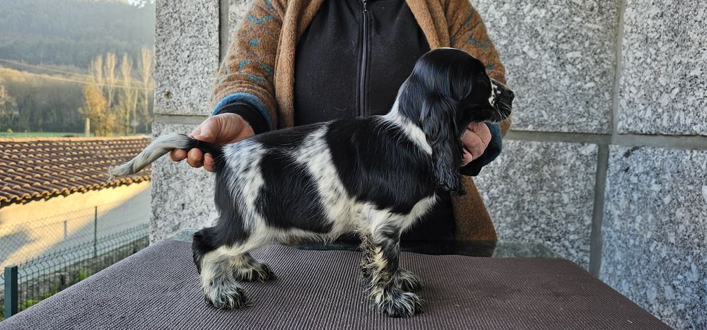 Cocker Spaniel Fêmea/Macho