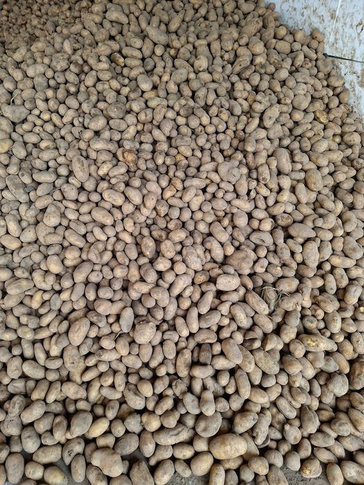 Ziemniaki jadalne Soraya, Denar