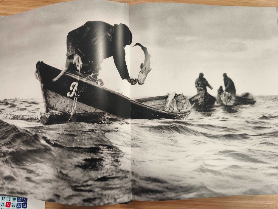 Os Últimos Terranovas Portugueses