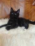 Cudowna czarna kotka Maine Coon z legalnej hodowli FPL