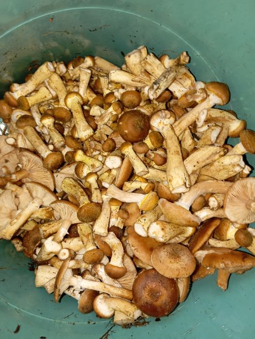 Опеньки свіжі тільки з лісу