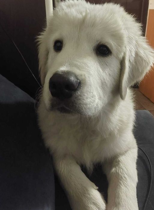 Owczarek podhalański