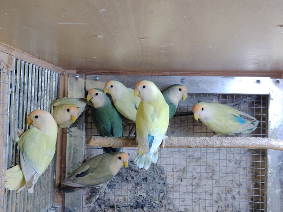 Nierozłączki czerwonoczelne