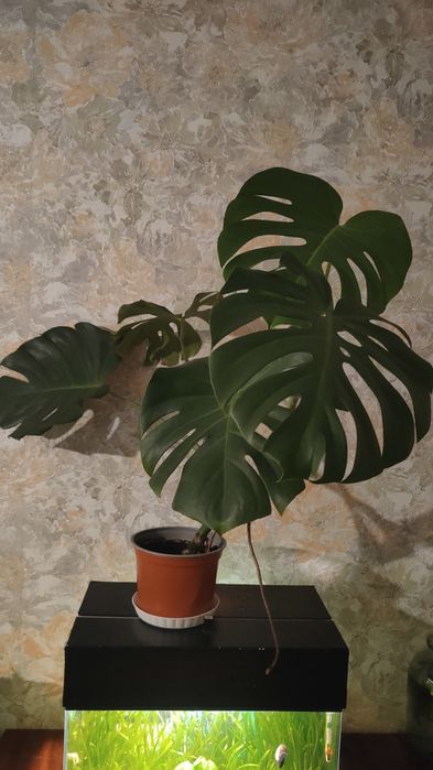 Монстера деликатесная.