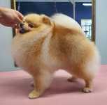 Reproduktor pomeranian /szpic miniaturowy FCI