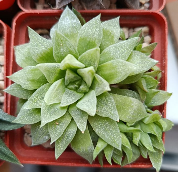 Хавортія сукулент Haw. turgida var. suberecta (f. pallidifolia) дітка