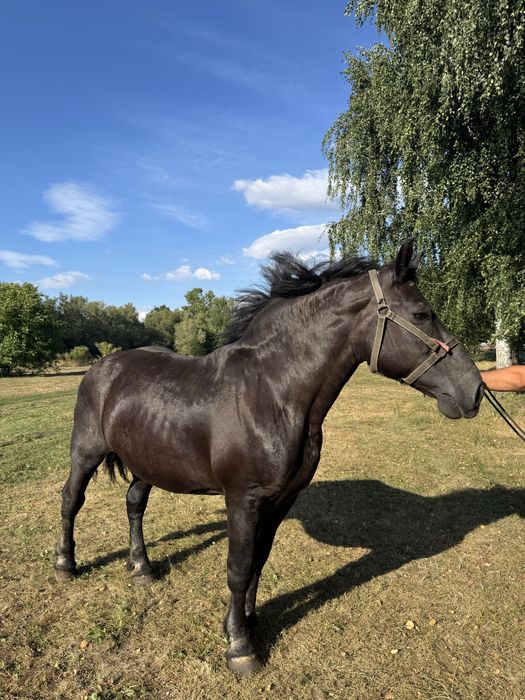 Klacz kara z licencją klacz źrebna+ źrebak