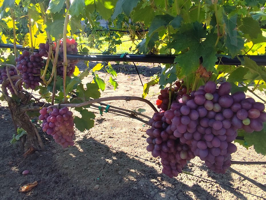 Sprzedam sadzonki winorośli deserowej