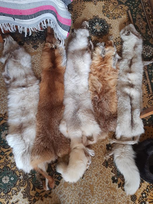 Skórka z lisa rudego