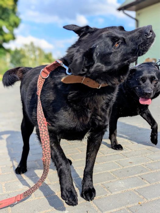 Miniaturowy labrador szuka domu – wulkan radości i miłości