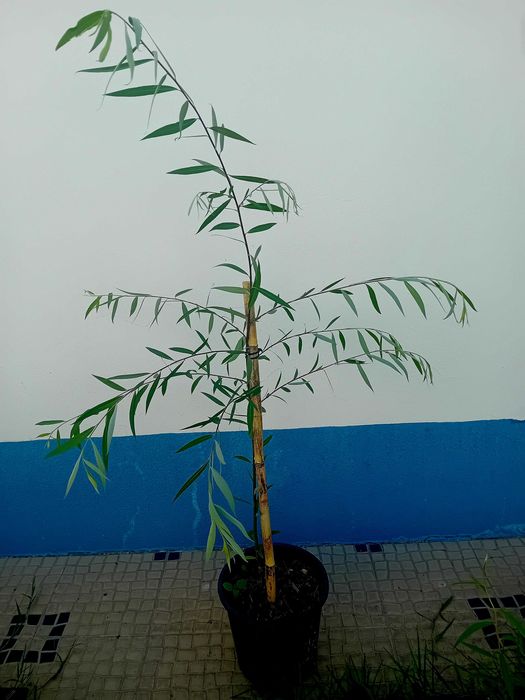 Arvore salgueiro chorao