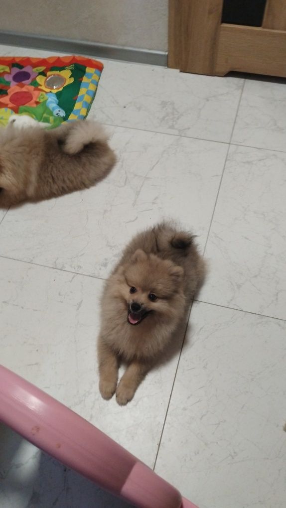 Szpic miniaturowy piesek pomeranian boo