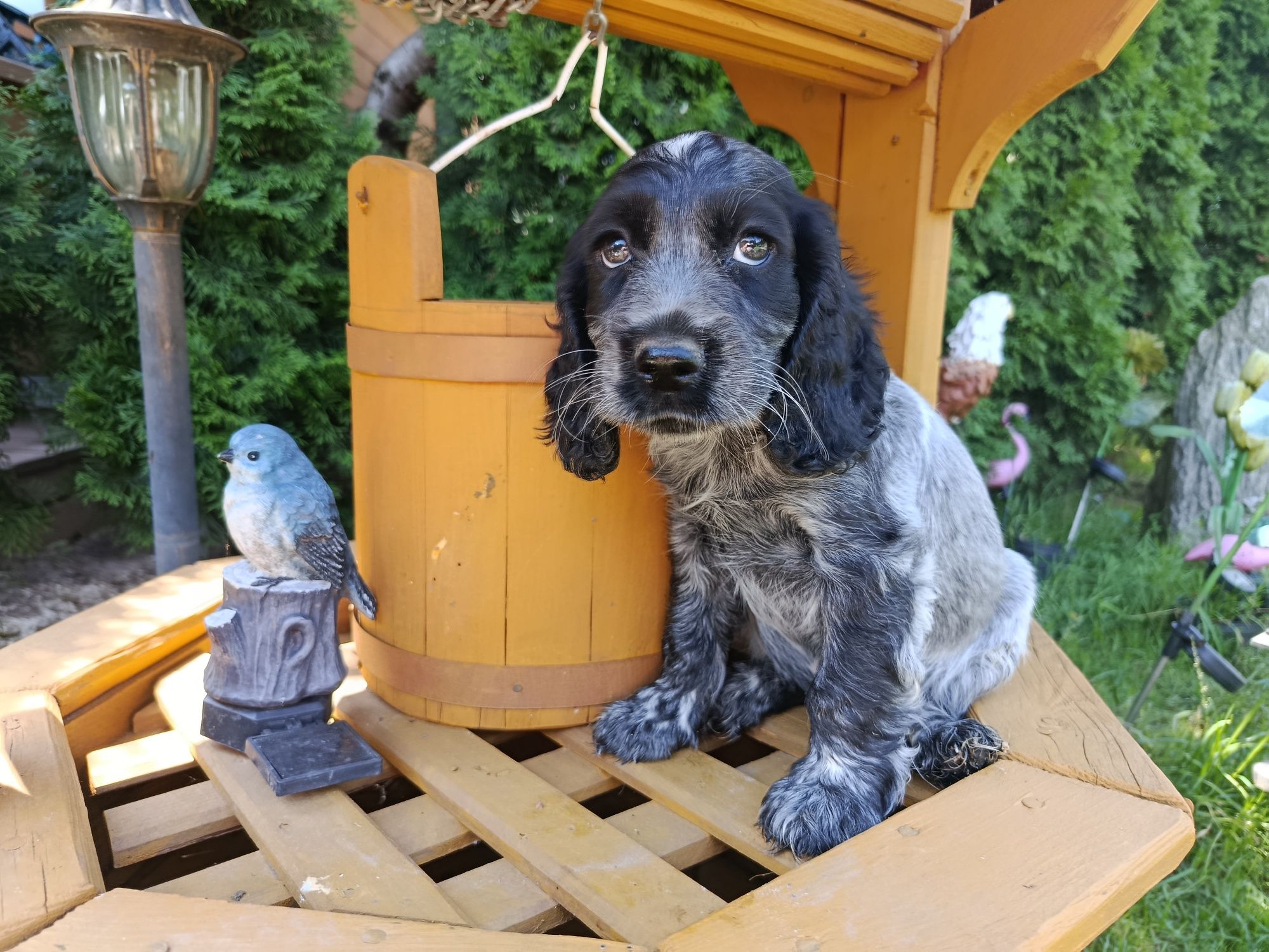 Cocker spaniel angielski Piesek Rodowód