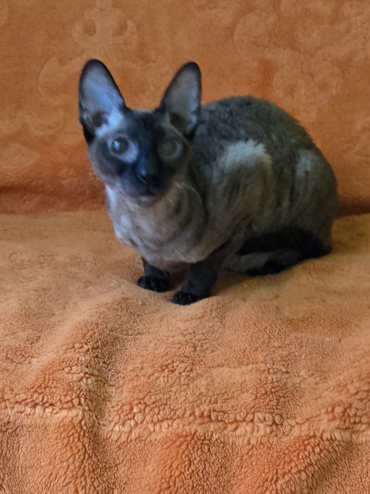 Cornish rex kocur czarny point