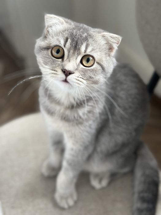 Весловуха дівчинка шотландська