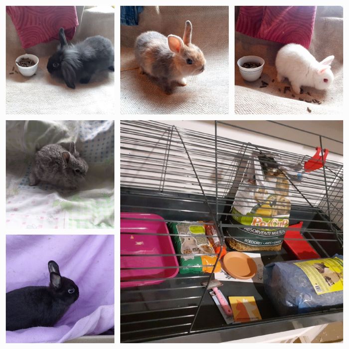 Entrega de coelhos anões Vila Praia de âncora
