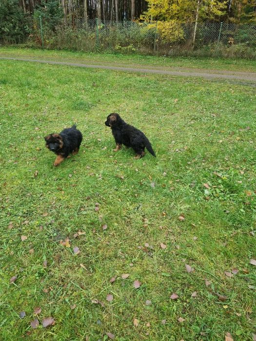 Owczarek niemiecki długowłosy - szczenię