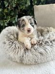 Pies rasy Border Collie