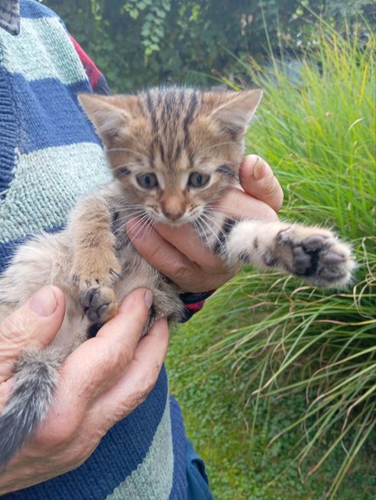 Маленькі кошенята кошенятко котеня кицька кішечка киця кошеня котики