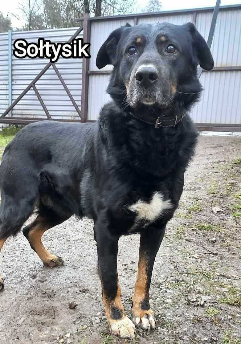 Duży pies szuka domu. Jest w schronisku.