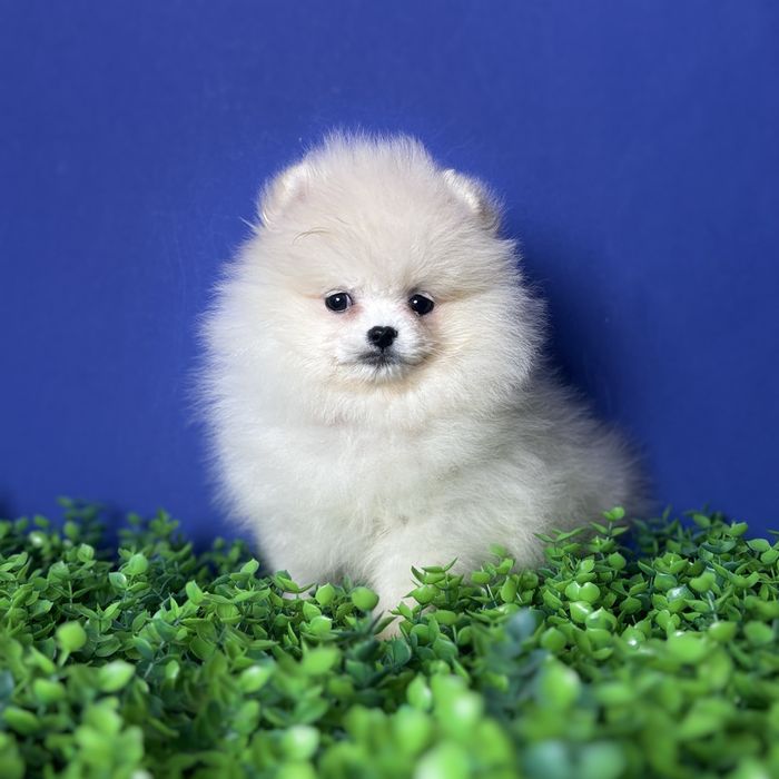 хлопчик шоу классу тип ведмедика