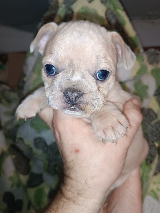 Французики хлопчики та дівчатка різних кольорів