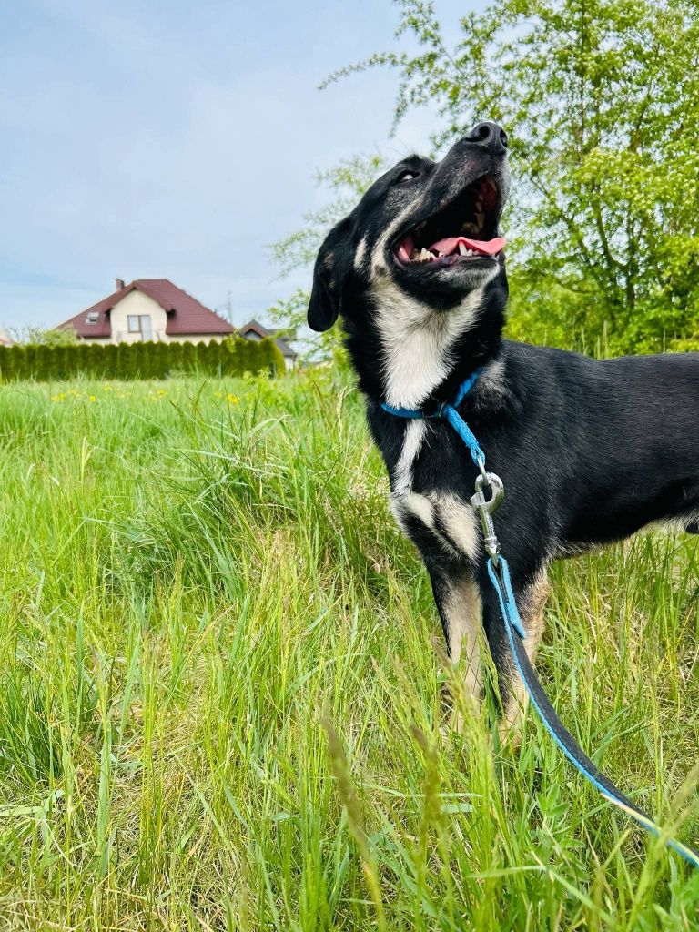 Kochany Jager szuka domu