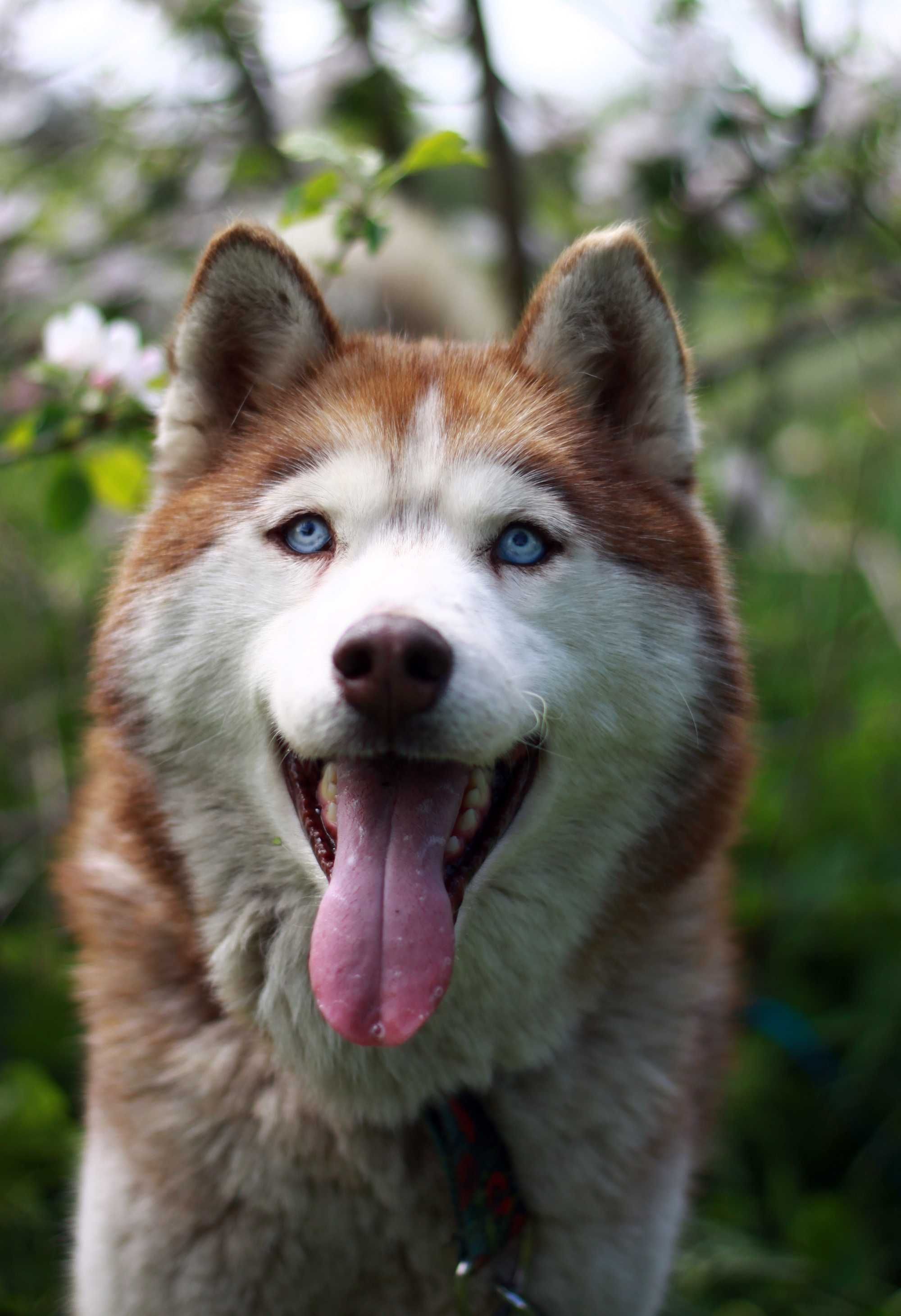 Piękny, rudy i niebieskooki pies husky szuka domu, nieduży, proludzki