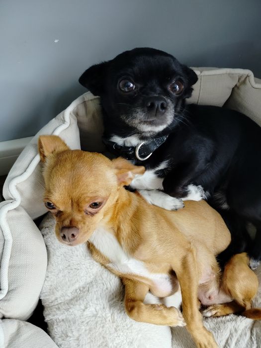 Sprzedam suczkę rasy chihuahua