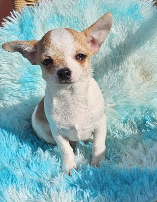 Chihuahua Pêlo Curto