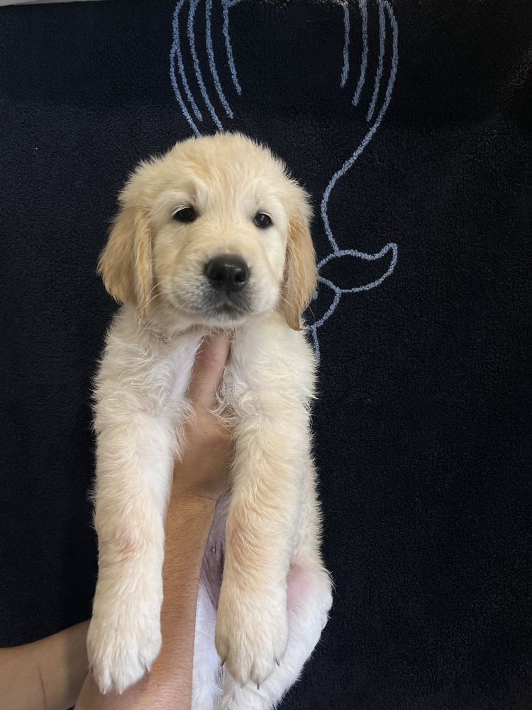 Щенки Golden Retriever. Золотистый ретривер с документами