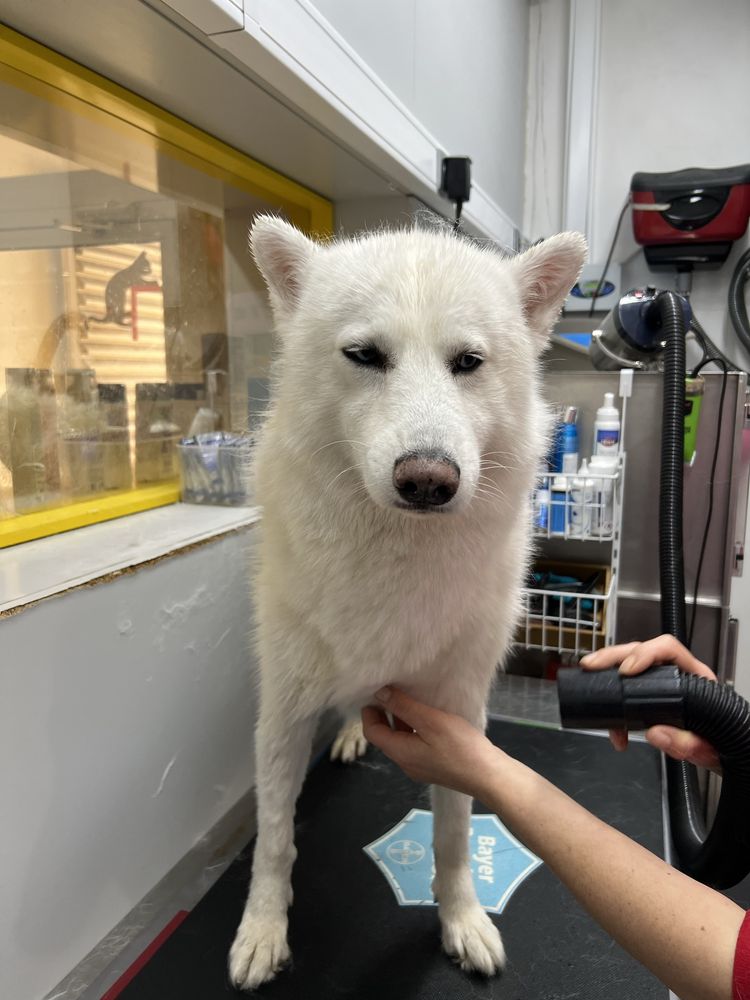 Faço corte e banho a cães