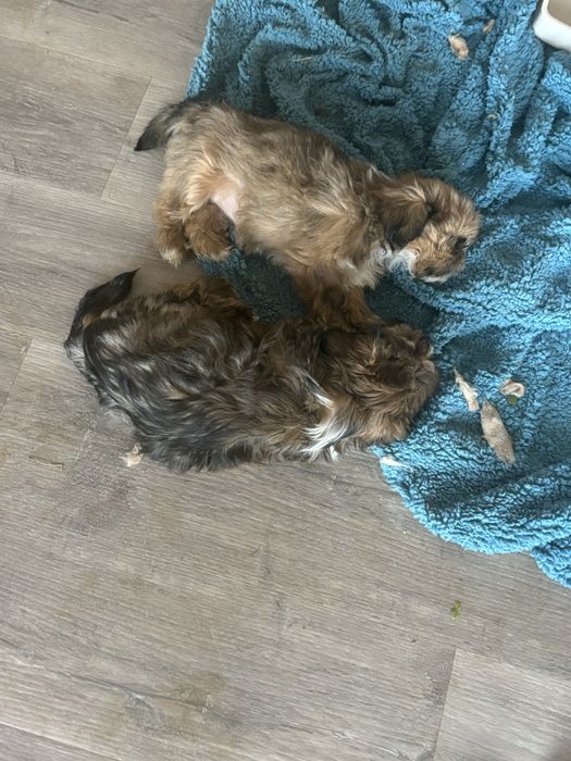 Shih tzu menina com pais com lop