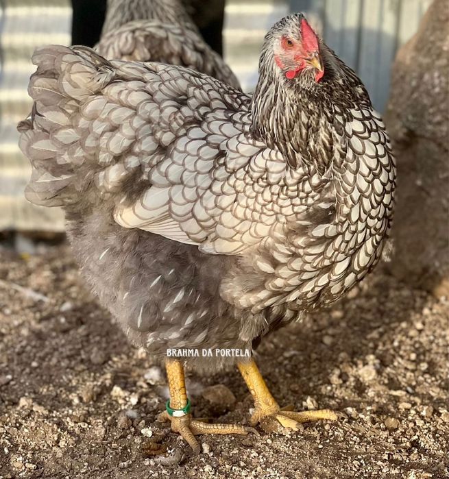 WYANDOTTE PRATA / SILVER AZUL LACEADO - EXCELENTE GENÉTICA