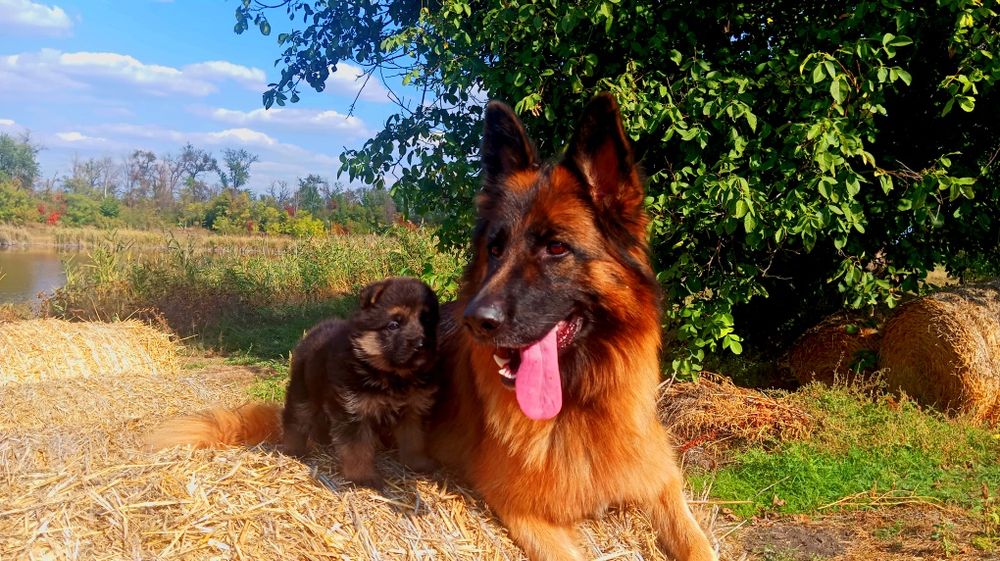 Щенок неиецкой овчарки девочка