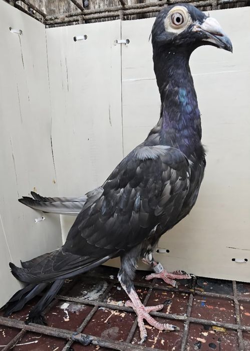 Gołębie listonosz polski