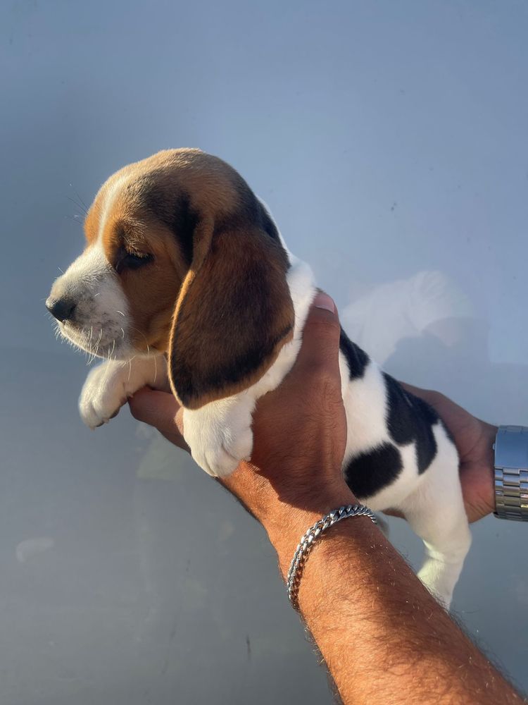 Beagle Tricolor Femea  2 meses