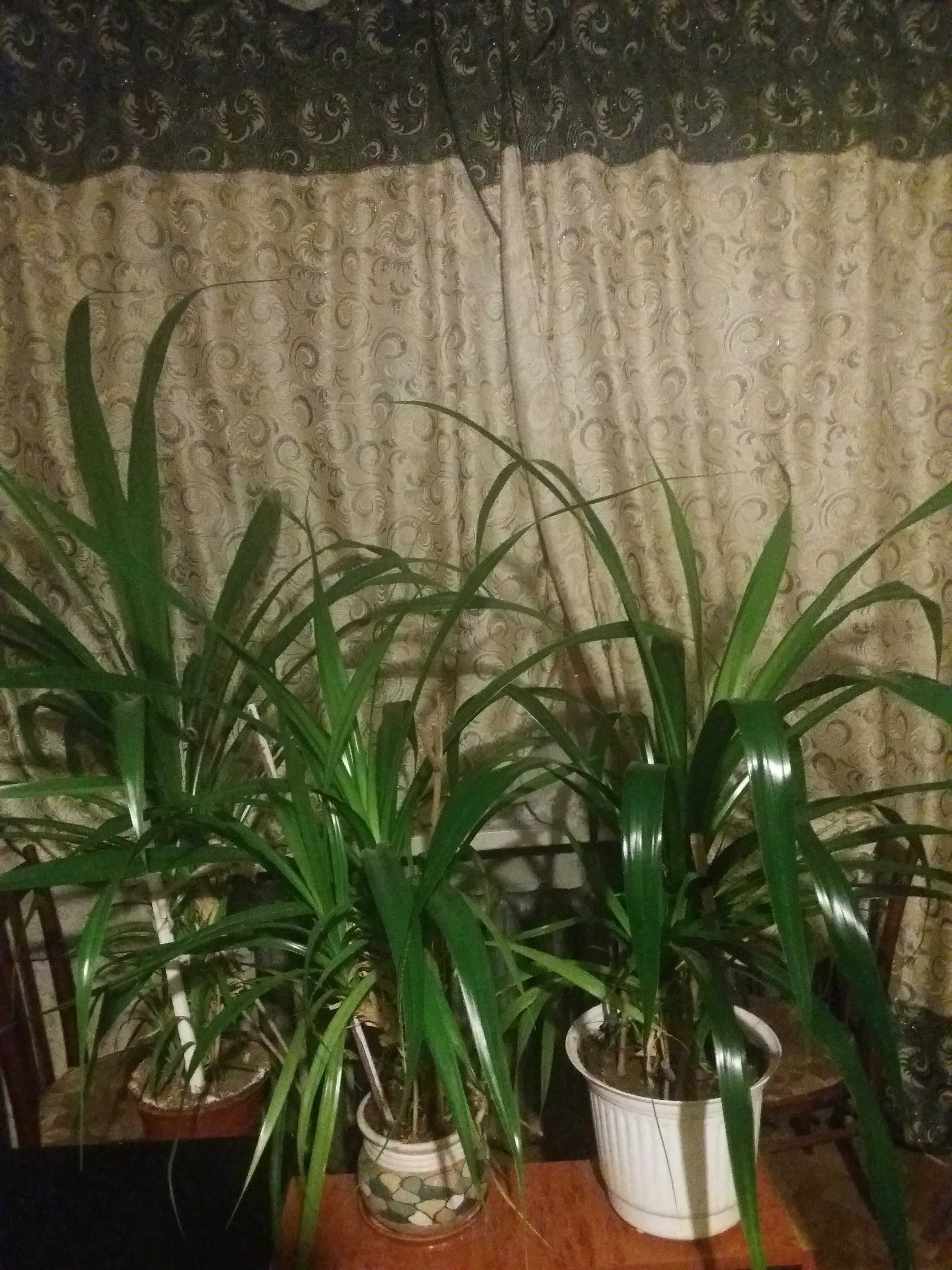 Пальму Пандаус, (комнатное растение).