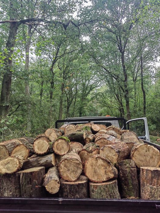 Drewno kominkowe i opałowe transport gratis