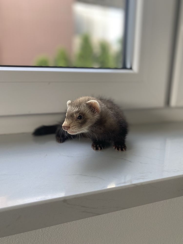 Samczyk fretka gotowy do odbioru