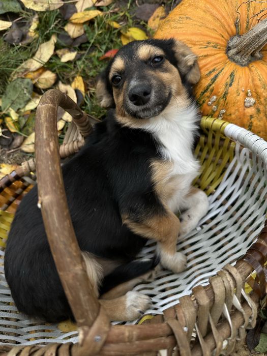 Цуценятку по трібен дім