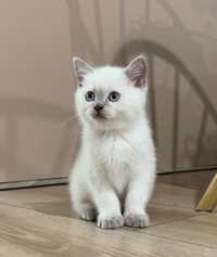 Kot szkocki prostouchy  zwisłouchy Scottish straight Scottish fold