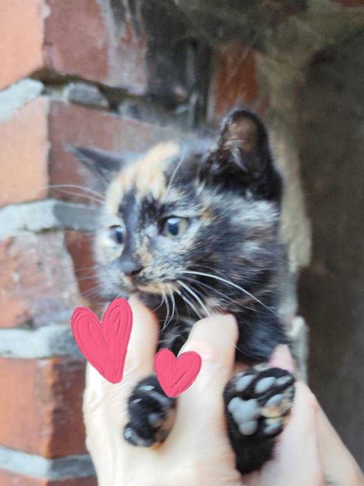 Oddam kotki w dobre ręce.